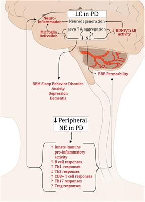 α-Synuclein and Noradrenergic Modulation of Immune Cells in Parkinson’s Disease Pathogenesis